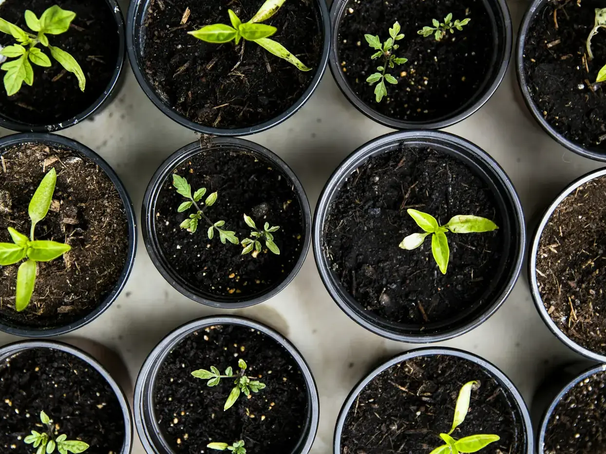 Jeunes pousses en pots, vues de dessus